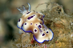 One of many Nudis at Anilao, Philippines, D300, 105VR, IS... by Larry Polster 